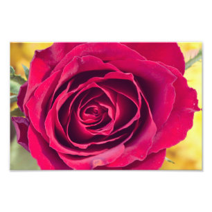 Foto Una rosa roja