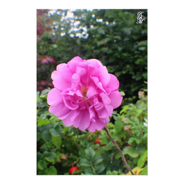 Foto Una Sola Flor Rosa (Frente)