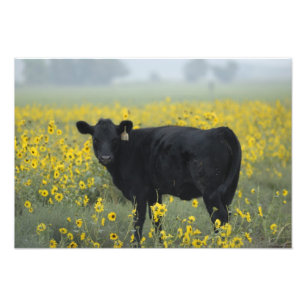 Foto Una ternera en medio de los girasoles de la Nebras