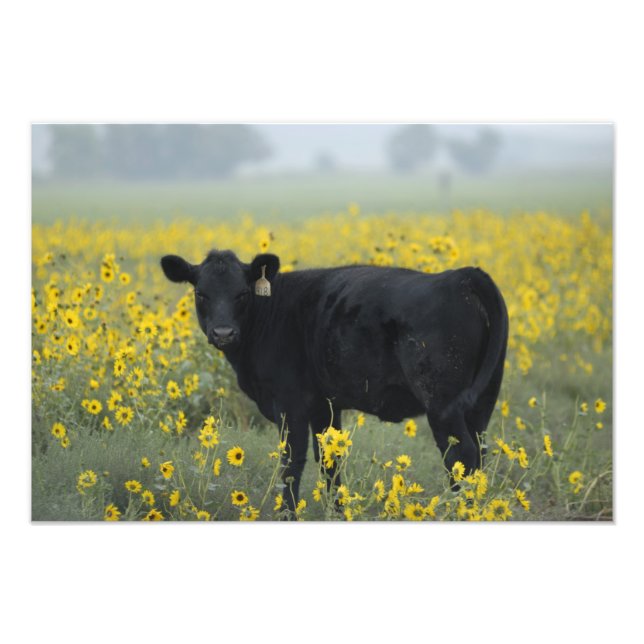 Foto Una ternera en medio de los girasoles de la Nebras (Frente)