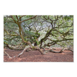Foto Under Angel Oak, Carolina del Sur