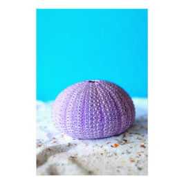 Foto Urchin de mar púrpura