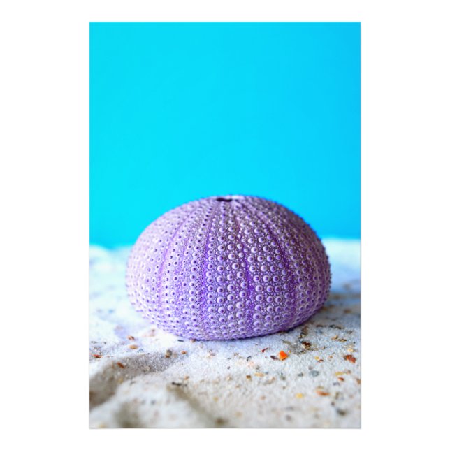 Foto Urchin de mar púrpura (Frente)