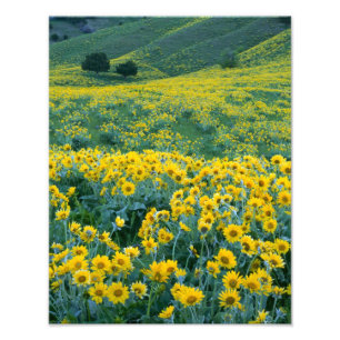 Foto UTAH. EE.UU. Arrowleaf balsamroot Balsamorhiza