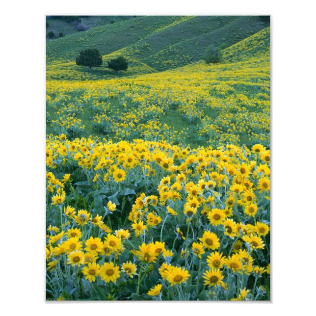 Foto UTAH. EE.UU. Arrowleaf balsamroot Balsamorhiza (Frente)