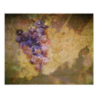 Foto Uvas de sonoma en vid