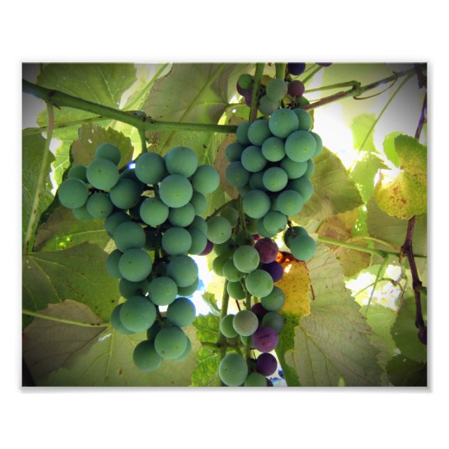 Foto Uvas verdes y púrpura en la impresión de viñedos (Frente)
