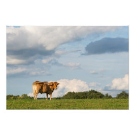 Foto Vaca de Blonde d'Aquitaine en la región de Dordogn