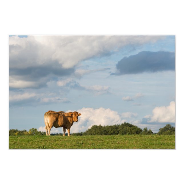 Foto Vaca de Blonde d'Aquitaine en la región de Dordogn (Frente)