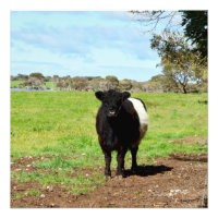 Vaca Galloway Bellada Femenina Embarazada,
