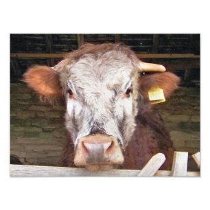 FOTO VACAS