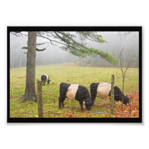 Foto Vacas Belted Galloway en una granja en Rockport Ma