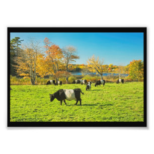 Foto Vacas Belted Galloway pastando en hierba en otoño