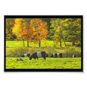 Foto Vacas ceñidas de Galloway en la granja de Rockpor