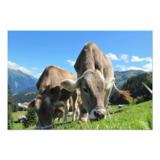 Foto Vacas de Austria