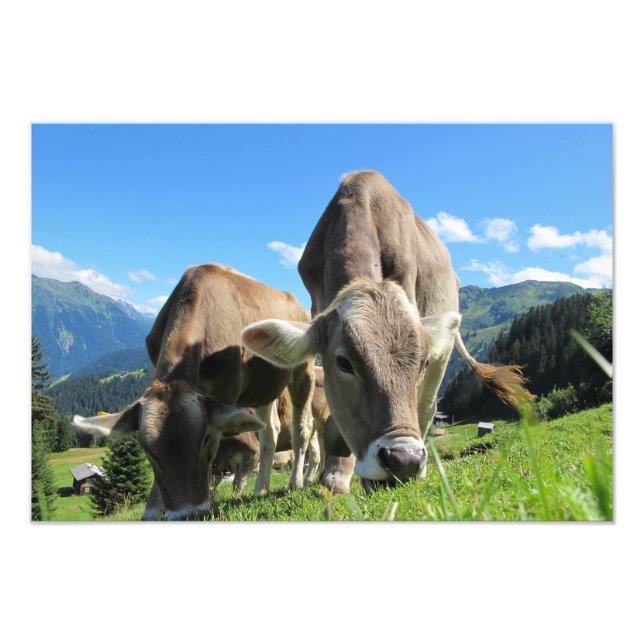 Foto Vacas de Austria (Frente)