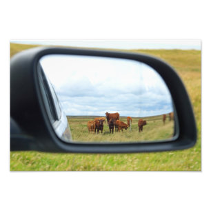 Foto Vacas en el espejo