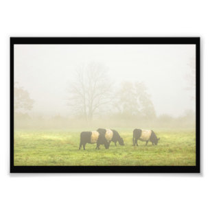 Foto Vacas Galloway Belladas Arañando En Campo De Explo