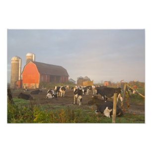 Foto Vacas lecheras Holstein afuera del granero al aman