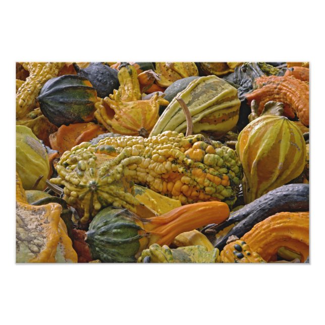 Foto Variedad de calabaza (Frente)
