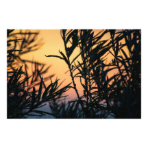 Vegetación al atardecer