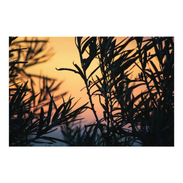 Foto Vegetación al atardecer (Frente)