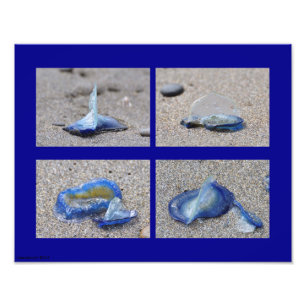 Foto Velella Jellyfish 11X14