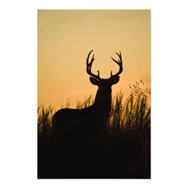 Foto venado de cola blanca Odocoileus virginianus) (Frente)