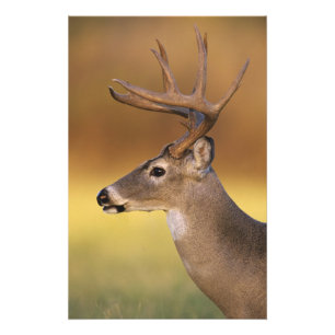 Foto Venado de cola blanca, Odocoileus virginianus,