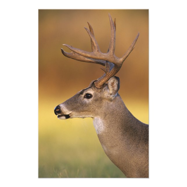 Foto Venado de cola blanca, Odocoileus virginianus, (Frente)
