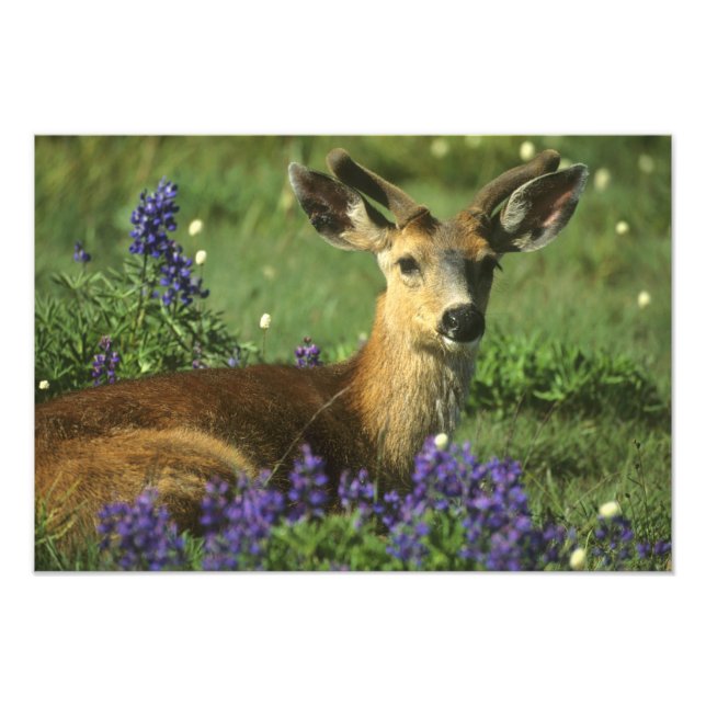 Foto Venado de cola negra, Odocoileus hemionus (Frente)