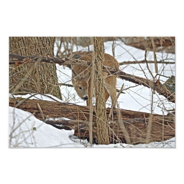 Foto Venado Whitetail En Nieve (Frente)