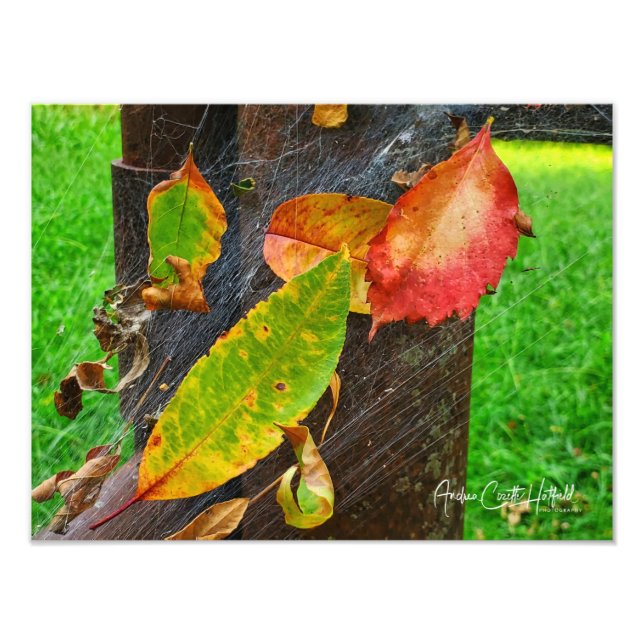Foto Verano cae en la red del otoño (Frente)
