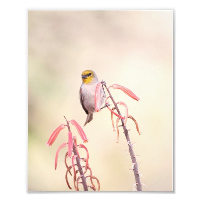 Foto Verdin encaramado sobre pénstemo (Frente)