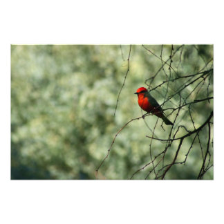Foto Vermilion Flycatcher
