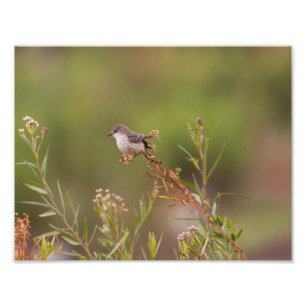 Foto Vermilion Flycatcher femenina
