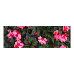 Foto Vibrante patrón de flores de impatiens de Nueva Gu