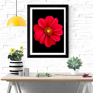 Foto Vibrante Red Dahlia