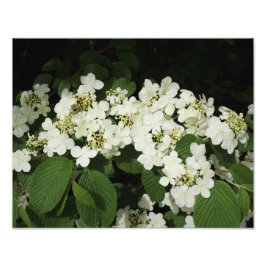 Foto Viburno blanco de 14"x11"