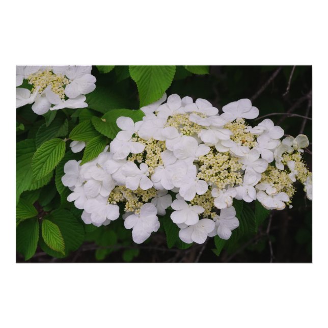 Foto Viburno blanco de 36"x24" (Frente)