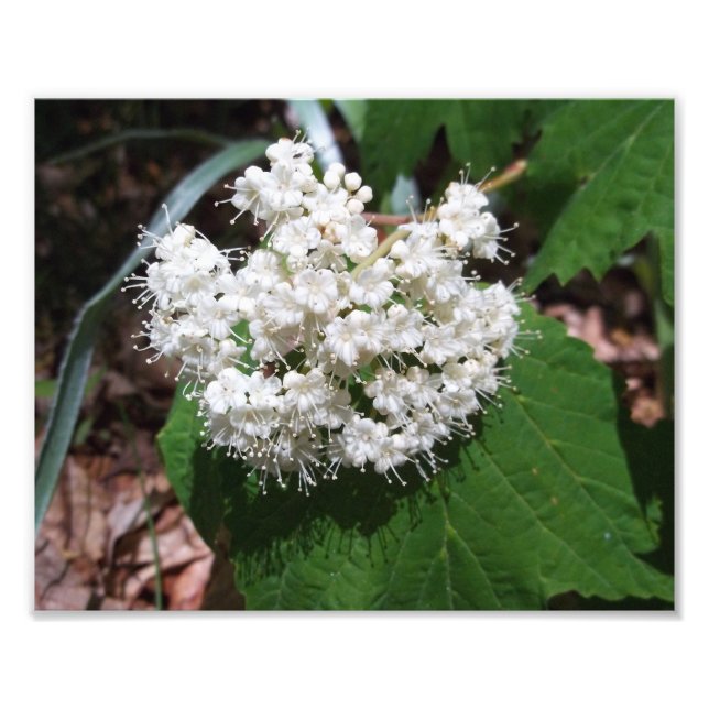 Foto Viburnum de hoja de arce (Frente)