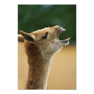 Foto Vicuna Mostrando Sus Dientes