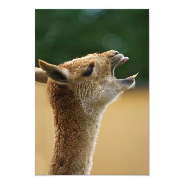 Foto Vicuna Mostrando Sus Dientes (Frente)