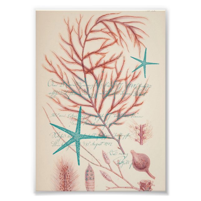 Foto Vida marina (Frente)