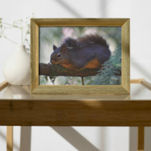 Foto Vida silvestre Cute Little Douglas Squirrel