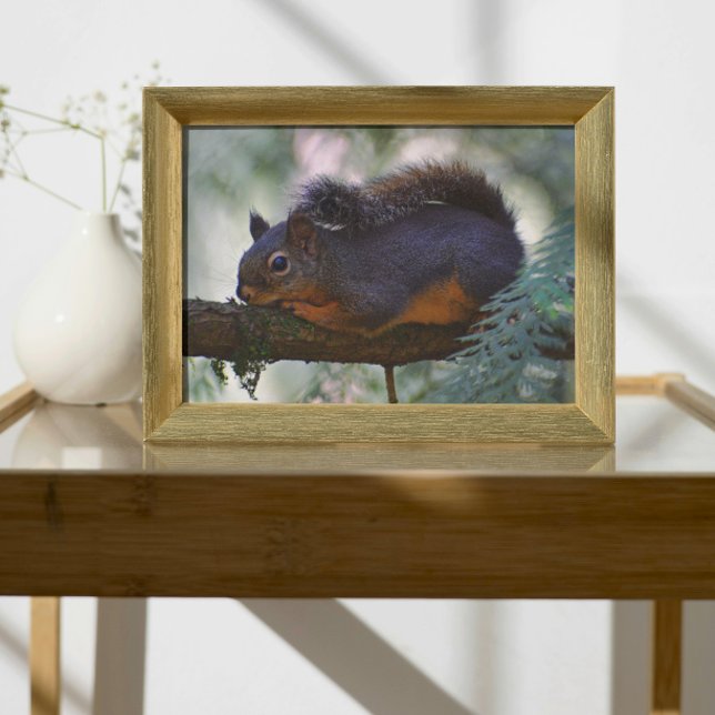Foto Vida silvestre Cute Little Douglas Squirrel (In Situ (Framed))