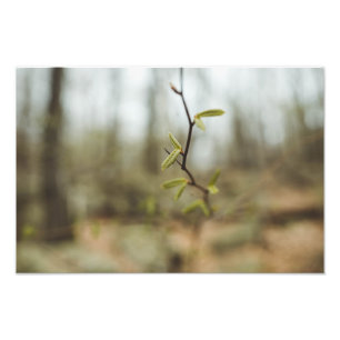 Foto Vida verde