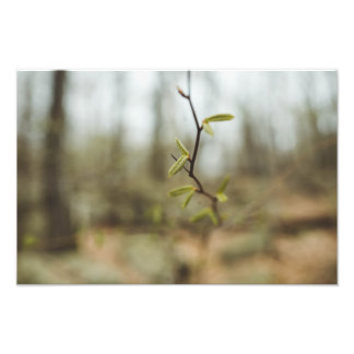 Foto Vida verde