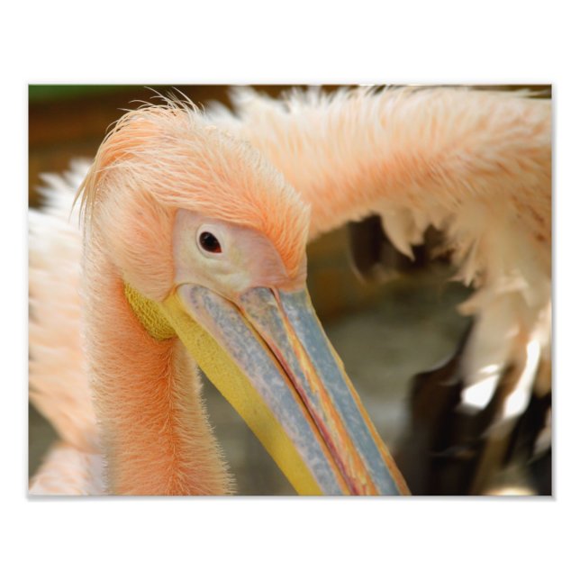 Foto Viendo la imagen Pelican (Frente)