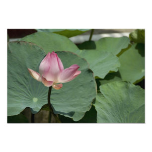 Foto Vietnam, cerca de Saigón) My Tho. Vinh Trang